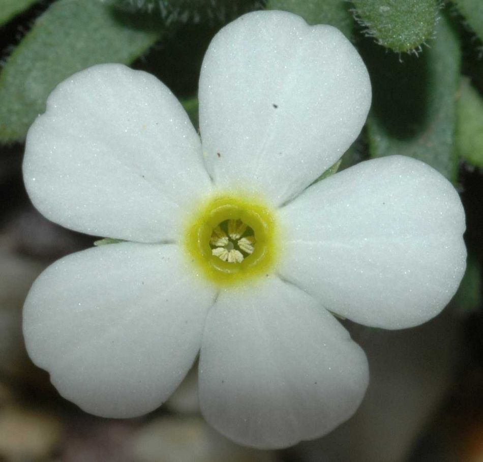 为合瓣花亚纲, a target="_blank" href="/item/管状花目/2616285"