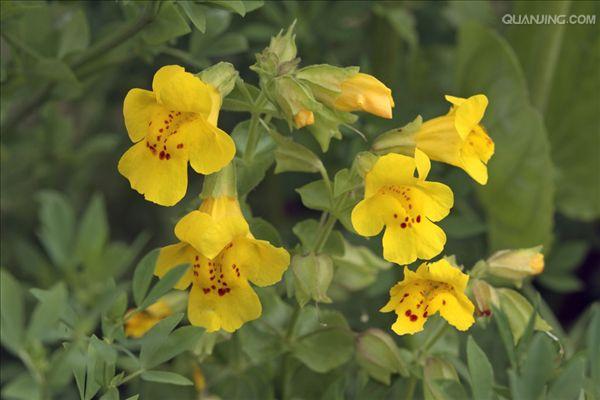  p>猴子花所属樱嘈科,越年生草本.分布于云南等地. /p>