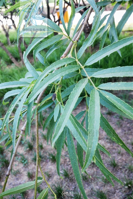  p> b>狭叶梣 /b>( a href="#" data-lemmaid="8074290">学名 /a>: i>