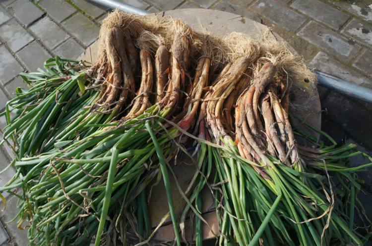  p>米脂红葱,陕西省榆林市 a target="_blank"