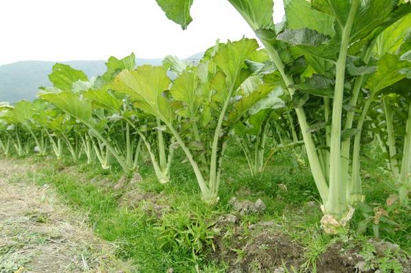  p>芥菜(学名: i>brassica juncea /i>   (l.) czern. et coss.