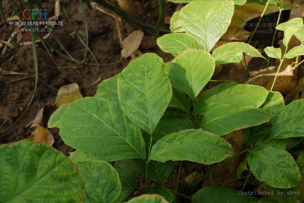  p> b>粗茎崖角藤 /b>(学名: i>rhaphidophora crassicaulis /i>),是 
