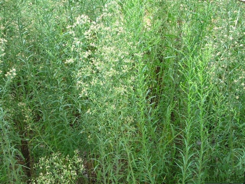  p>小蓬草(学名: i>conyza canadensis /i> (l.) cronq.