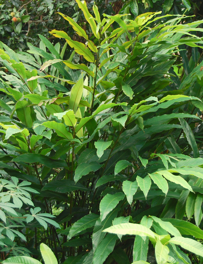  p>大豆蔻(学名: i>hornstedtia hainanensis /i> t. l.