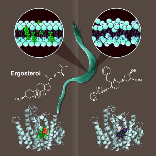  p>谷丙转氨酶(glutamic pyruvic transaminase,gpt 又称alt),谷草