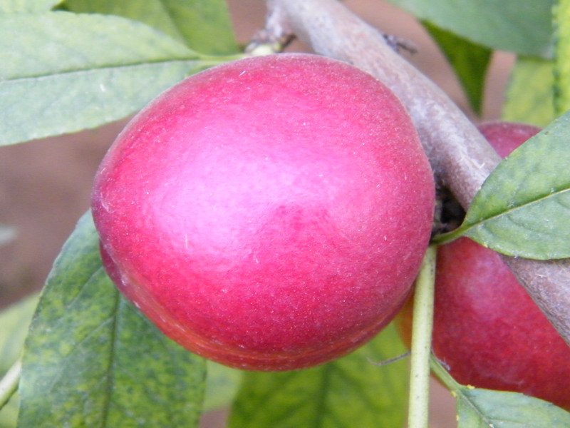 xiza">千年红,属于培育 a target="_blank" href="/item/植物/142914"