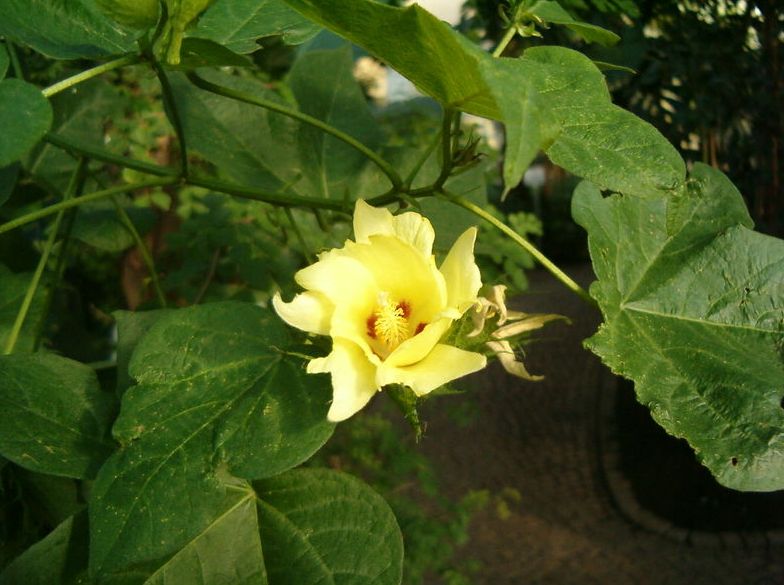  p>陆地棉(学名: i>gossypium hirsutum /i> linn.