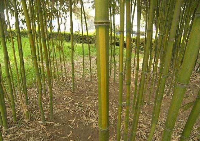 phyllostachys cv. aureosulcata