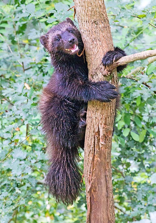  p>貂熊,学名: i>gulo gulo /i>(linnaeus,1758),属于 a target="