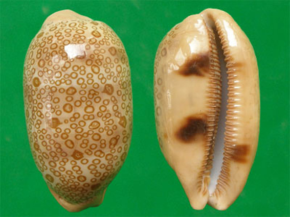  p>百眼宝螺(学名: i>talparia argus /i>):是腹足钢宝螺科的 a