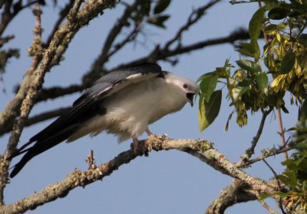  p>燕尾鸢(学名: i>elanoides forficatus /i>)为鹰科的 a href="#"