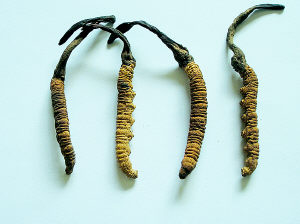  p>古尼虫草为真菌门, a href="#" data-lemmaid="1802409">子囊菌亚