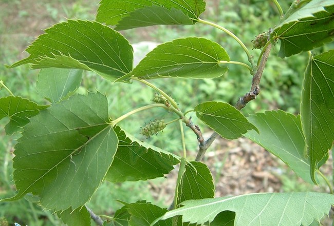  p>蒙桑(学名: i>morus mongolica /i> (bur.) schneid.