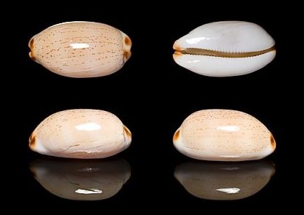  p>雨丝宝螺(学名:luria isabella isabella)是腹足纲宝螺科的 a href