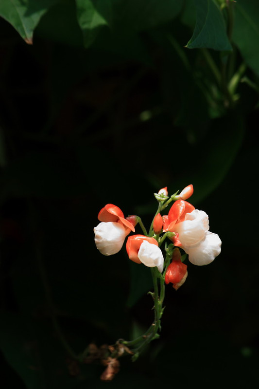 别名: a target="_blank" href="/item/大白芸豆/3230254" data-lemma