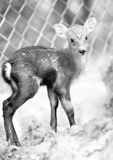  p>黑麂(学名: i>muntiacus crinifrons /i>),别称乌金麂,蓬头麂,红头