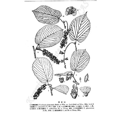  a target="_blank" href="/item/金缕梅科/8425109" da