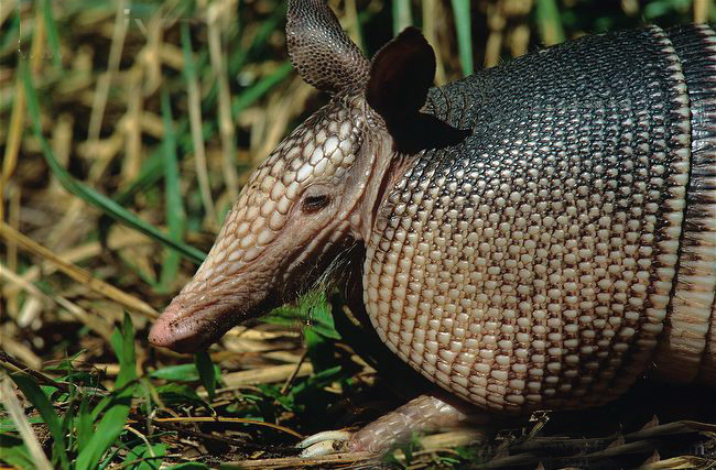 common long-nosed armadillo