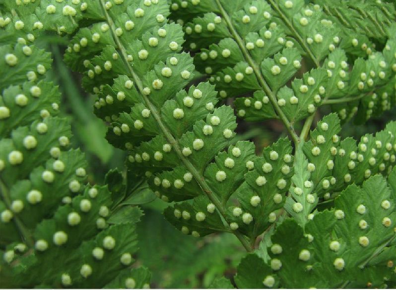  p>多羽复叶耳蕨(学名: i>arachniodes amoena /i> (ching) ching)是