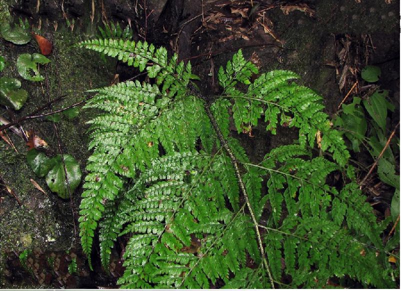  p>细裂复叶耳蕨为 a target="_blank" href="/item/复叶耳蕨属