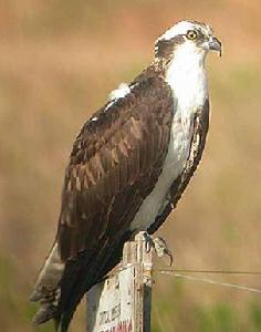  p data-id="gnblcox9s3">鹗科(pandionidae),是鹰形目鹗科鹗属鸟类