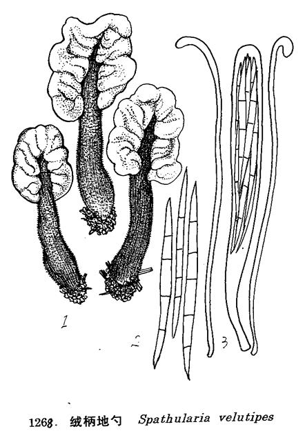 spathularia velutipes cooker et fariow