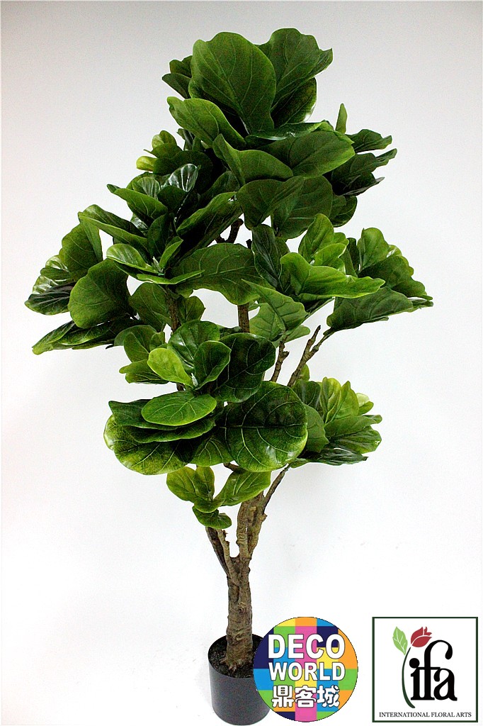 绿色观赏观叶植物