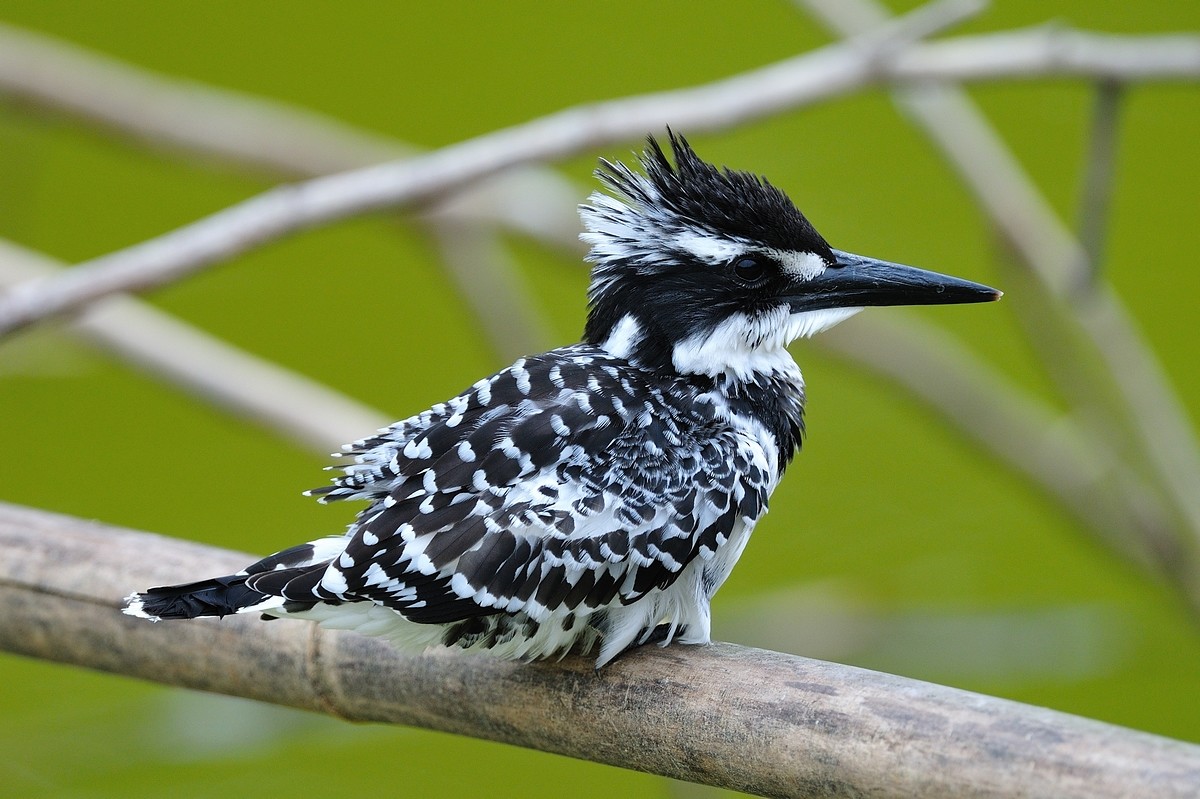 lesser pied kingfisher