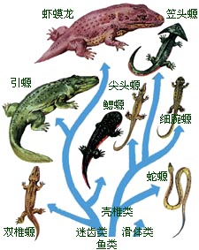  p> b>泥盆纪 /b>(devonian period),符号是 b>d /b>,是 a href="#"