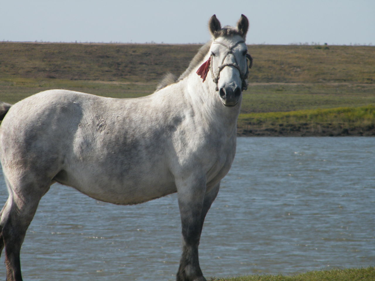  p>《白马飞飞》是由 a target="_blank" href="/item/张子恩/4062579