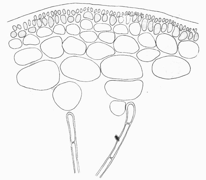  p>网状隐蜘藻的藻体直立,中空,1~3.