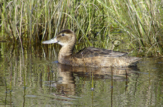  p>黑头鸭(学名: i>heteronetta atricapilla /i>)为 a href="#">雁形