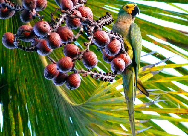 manilata /i>)是小型 a href="#" data-lemmaid="110338">金刚鹦鹉 /a