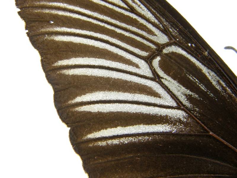  p>小斑裳凤蝶(学名:troides haliphron)是凤蝶科 a target="_blank"