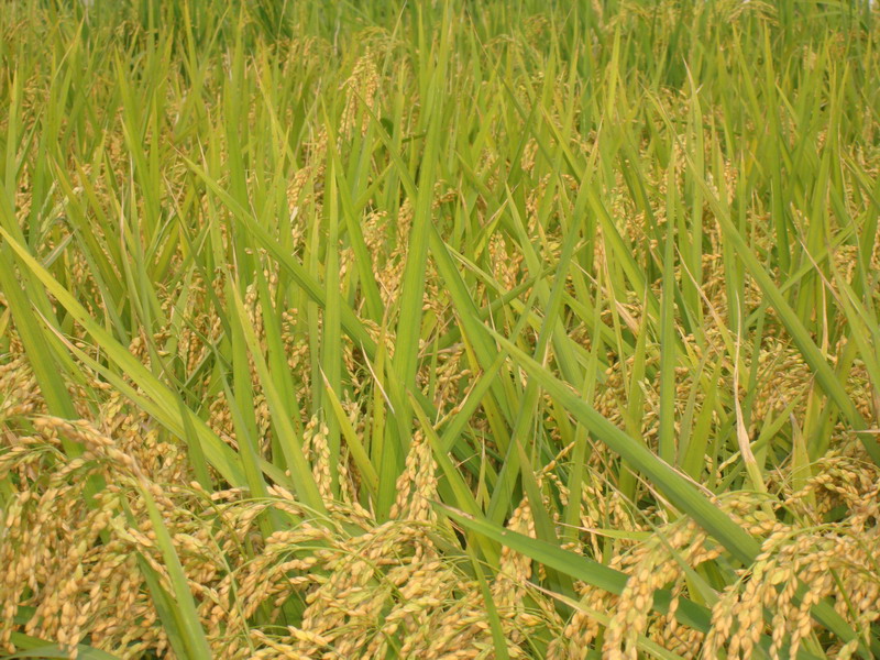 oryza sativa subsp. keng