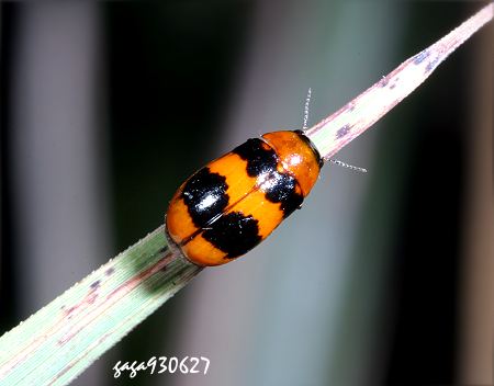 黑额长筒金花虫