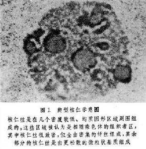 nucleolus