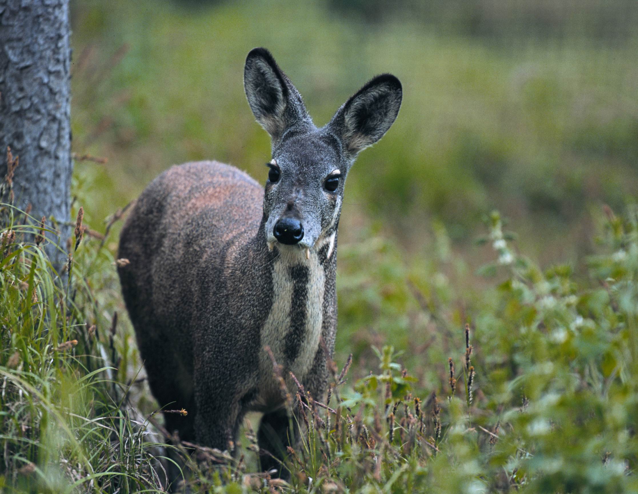 moschus berezovskii