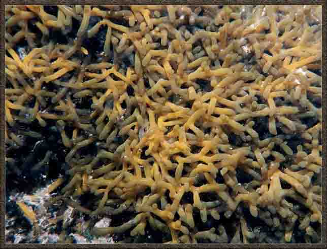  p>缢江蓠(学名:gracilaria salicornia)是江蓠科江蓠属的一种藻类.