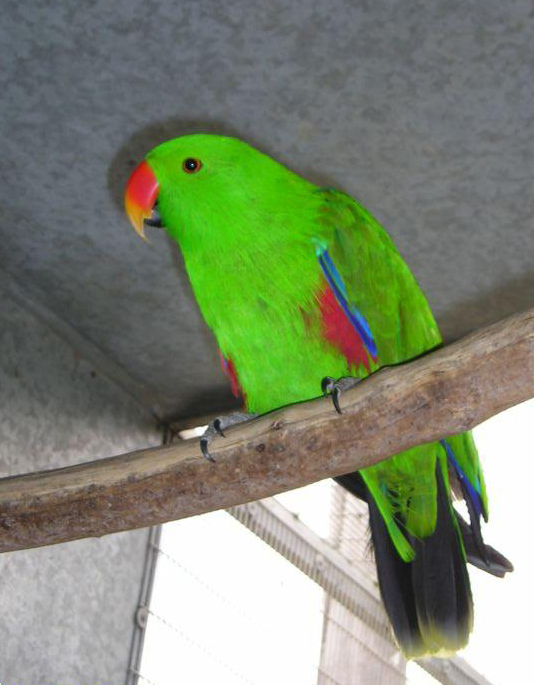  p>金尾折衷鹦鹉体型较大,是第2大的 a href="#" data-lemmaid="