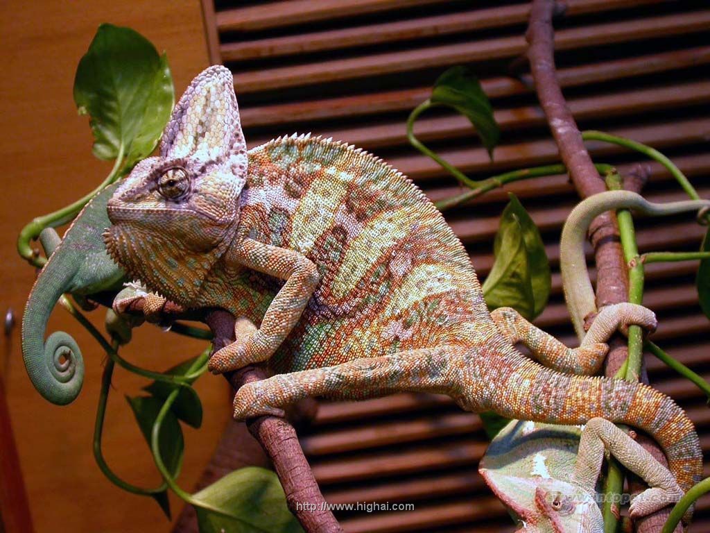  p>高冠变色龙是变色龙的一种,因为头上高耸的 a target="_blank"