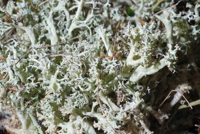 rangiferina),也叫驯鹿地衣,是一种浅色灌木状的 a href="#">石蕊科 