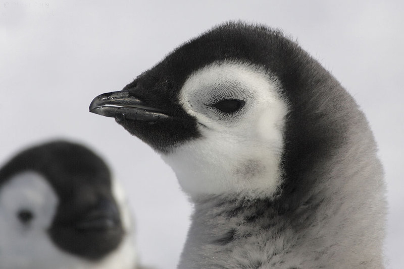 王企鹅指名亚种