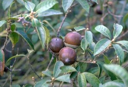  p>油叶柯, i>lithocarpus konishii /i> (hayata) hayata,是 a