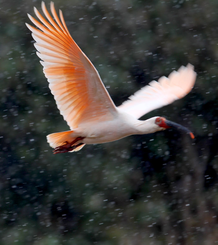 属的鸟类动物,古称 a target="_blank" href="/item/朱鹭">朱鹭 /a>, 