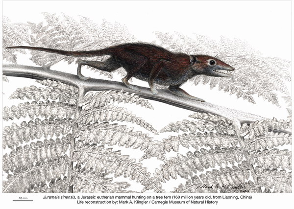  p>中华侏罗兽 a href="#" data-lemmaid="9049