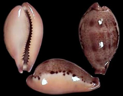  p>玉女宝螺的亚种.产自于80-200米水深,通常为深水拖网采集. /p>