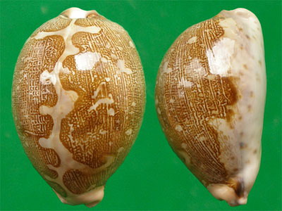  p>地图宝螺(学名:leporicypraea mappa mappa)是腹足纲宝螺科的 a