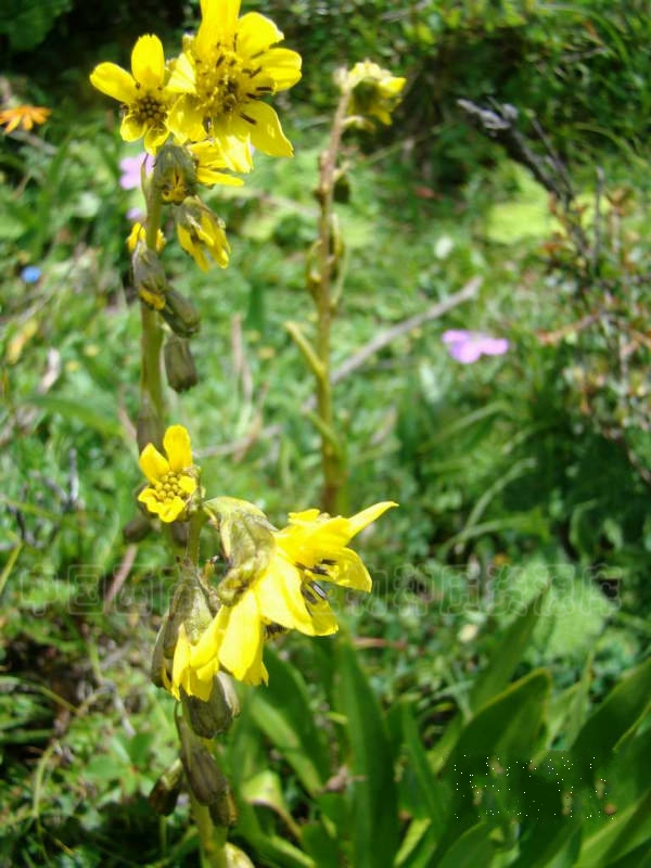 舌状花黄色,舌片宽 a target="_blank" href="/item/椭圆形/10957419"