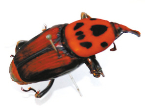 ksvqir">红棕象甲(学名: i>rhynchophorus ferrugineus /i>)是竹象科